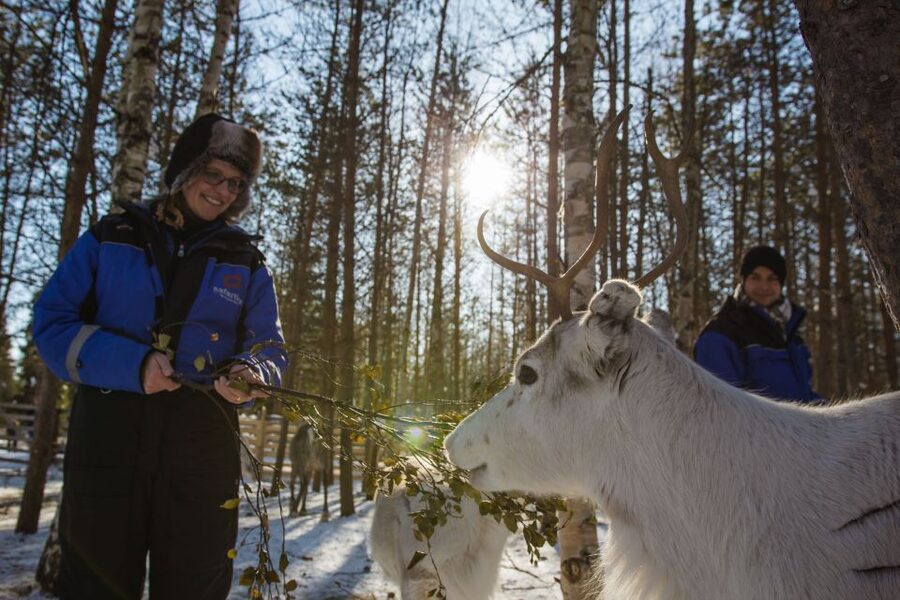 Rovaniemi: Evening Reindeer Safari - Key highlights at a glance