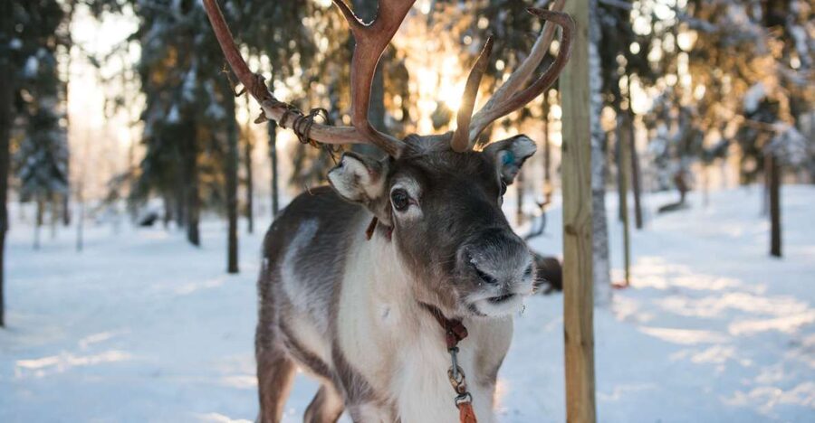 Rovaniemi: Evening Reindeer Safari - Evening Reindeer Safari in Rovaniemi: the quiet you are really paying for