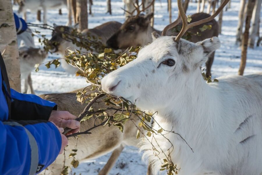 Rovaniemi: Evening Reindeer Safari - Meeting the reindeer herding world at the farm