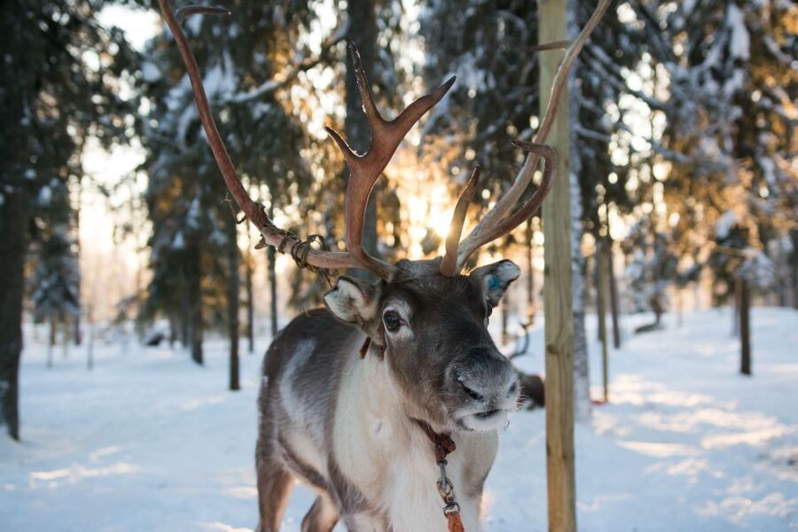 Rovaniemi: Evening Reindeer Safari - Tips to get more out of your evening