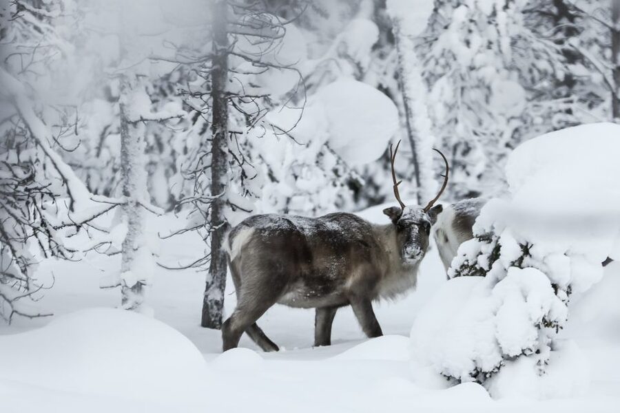 Rovaniemi: Evening Reindeer Safari - Pickup, transfers, and why the small group matters