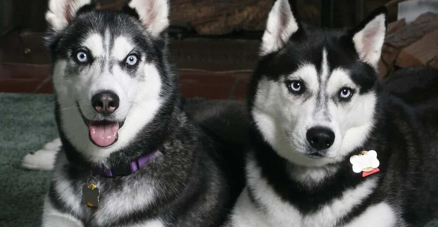 Rovaniemi: Family Friendly Husky Ride and Farm Visit - Key Points You’ll Care About