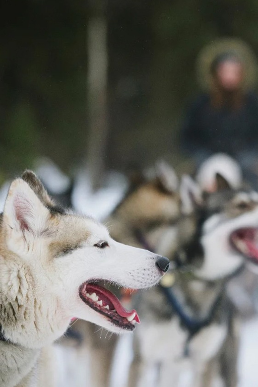 Rovaniemi: Family Friendly Husky Ride and Farm Visit - Before You Ride: The Warm Welcome, Snack Time, and Husky Basics