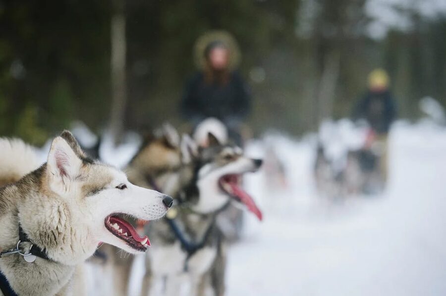 Rovaniemi: Family Friendly Husky Ride and Farm Visit - After the Ride: Cuddles, Photos, and Getting Up Close