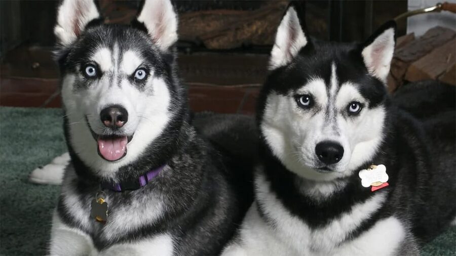 Rovaniemi: Family Friendly Husky Ride and Farm Visit - What to Bring (So Winter Doesn’t Steal the Fun)