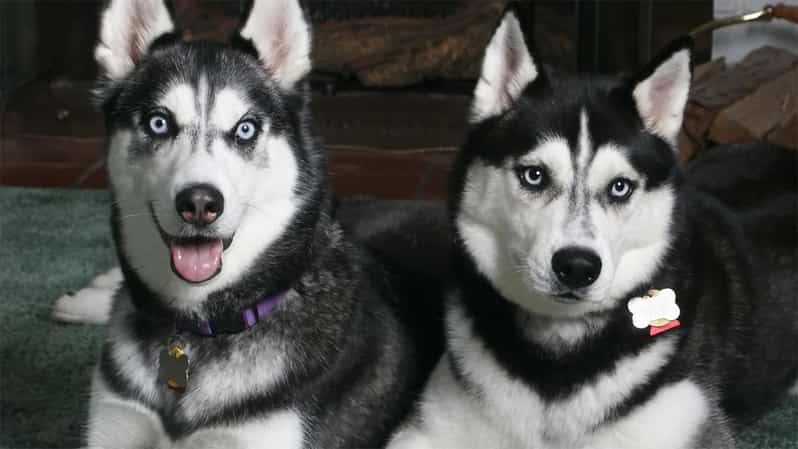 Rovaniemi: Family Friendly Husky Ride and Farm Visit - Getting There: Pickup From Nordic Unique Travels in Front of Rosso