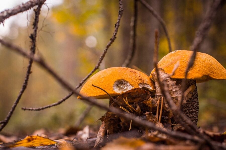 Rovaniemi forest foraging adventure: Pick, Prepare, Savor - Key Things To Know Before You Go