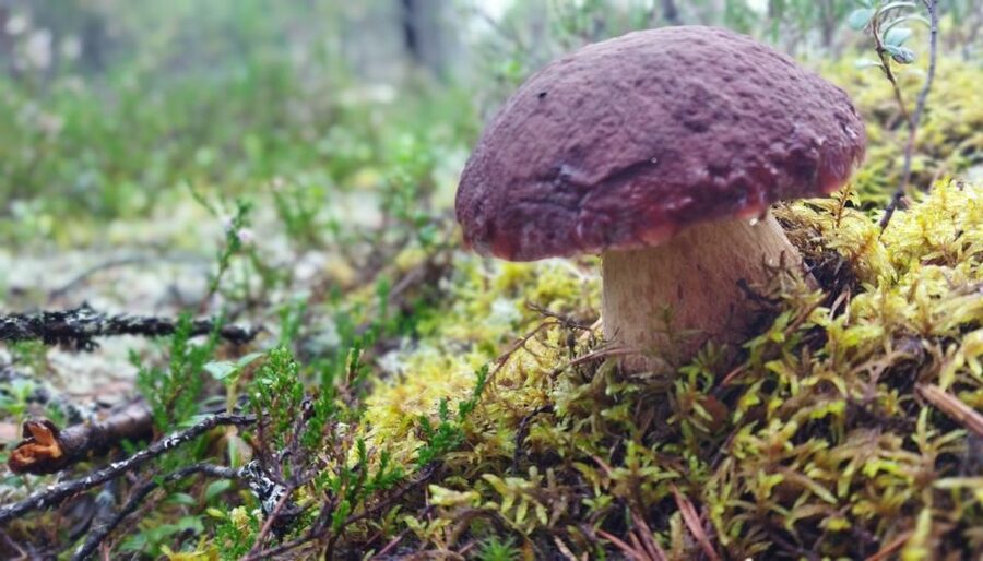Rovaniemi forest foraging adventure: Pick, Prepare, Savor - How Forest Picking Works Under Everyman’s Right, With Safety Built In