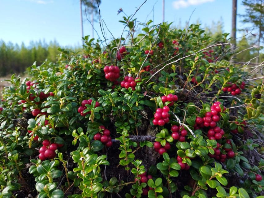 Rovaniemi forest foraging adventure: Pick, Prepare, Savor - Mushrooms: The Part Where A Guide Really Earns Trust