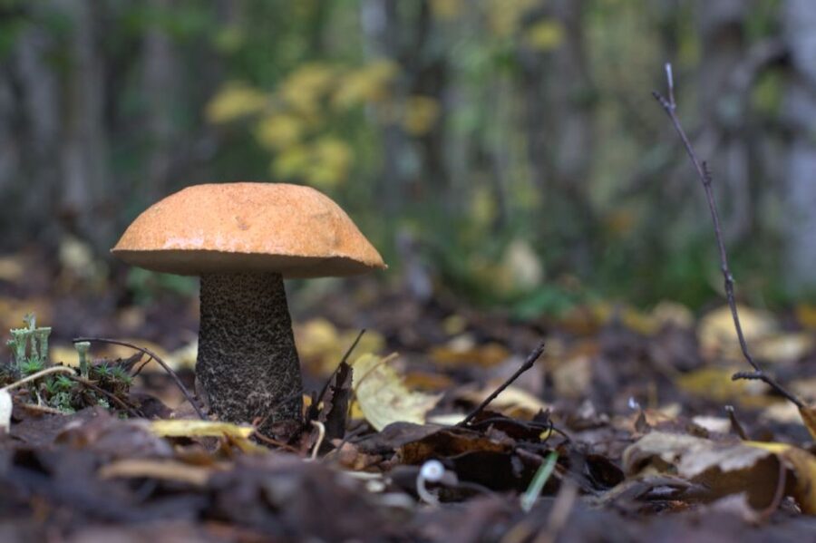 Rovaniemi forest foraging adventure: Pick, Prepare, Savor - Cooking Mushroom Soup On An Open Fire: The Payoff