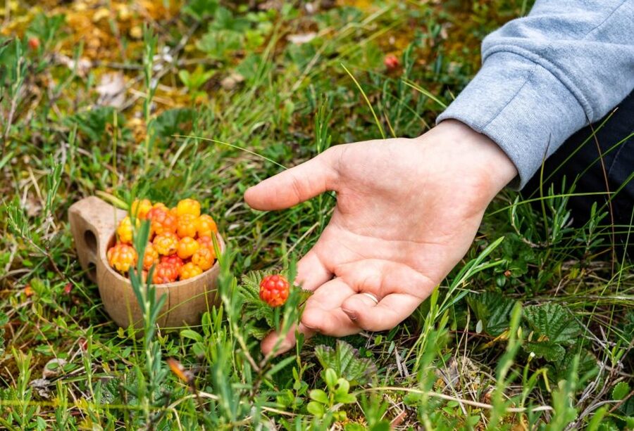 Rovaniemi forest foraging adventure: Pick, Prepare, Savor - What The Tour Style Gets Right: Time, Group Size, And Attention