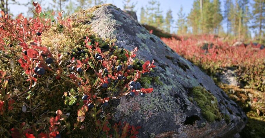 Rovaniemi forest foraging adventure: Pick, Prepare, Savor - Who Should Book This Foraging Adventure, And Who Might Hesitate