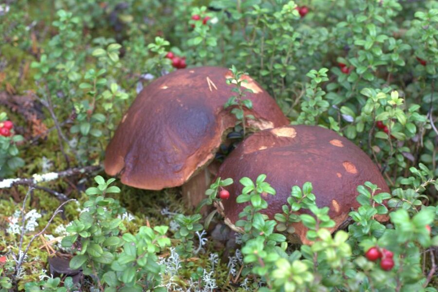 Rovaniemi forest foraging adventure: Pick, Prepare, Savor - Pickup In Rovaniemi And The Start At Tahtamankuja