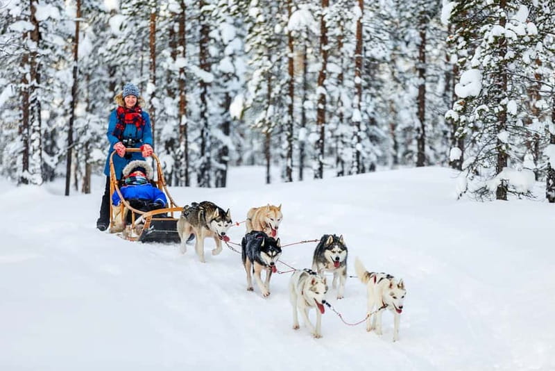 Rovaniemi: Full-Day Highlights Tour with Buffet Lunch - Who This Tour Suits Best (and Who Might Want Something Else)