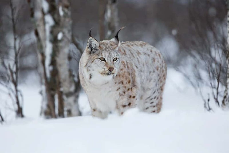 Rovaniemi: Full-Day Highlights Tour with Buffet Lunch - A Best-Of Arctic Day in About Six Hours