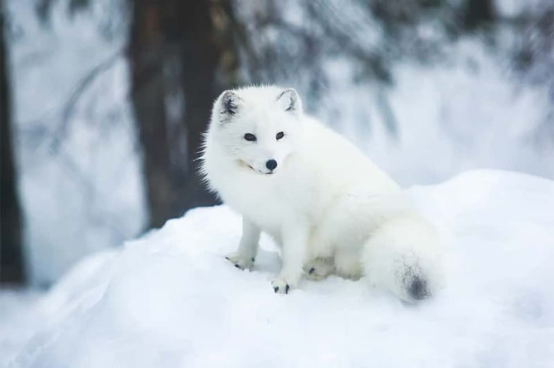Rovaniemi: Full-Day Highlights Tour with Buffet Lunch - Rovaniemi Exploration, Then the Husky Farm Kick-Off