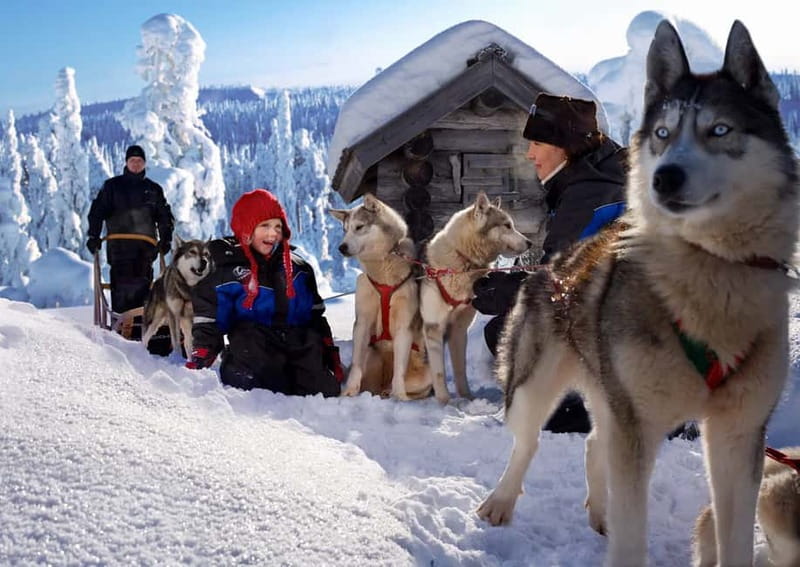 Rovaniemi: Full-Day Highlights Tour with Buffet Lunch - Reindeer Sleigh Ride, a Comfier Pace Into the Nature