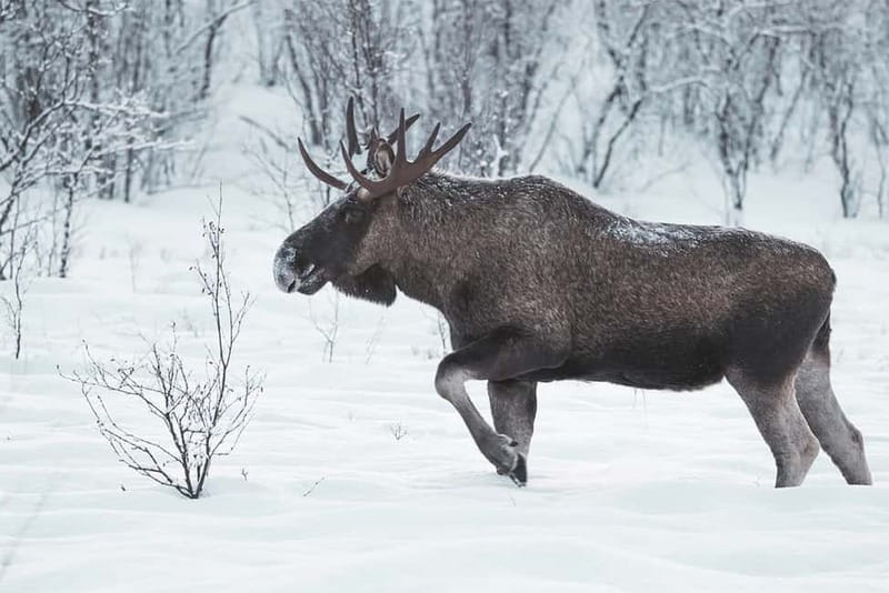 Rovaniemi: Full-Day Highlights Tour with Buffet Lunch - Santa Claus Village: Arctic Circle Certificate and the Official Post Office