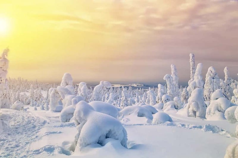 Rovaniemi: Full-Day Highlights Tour with Buffet Lunch - Buffet Lunch: Expect Practical, Not Gourmet