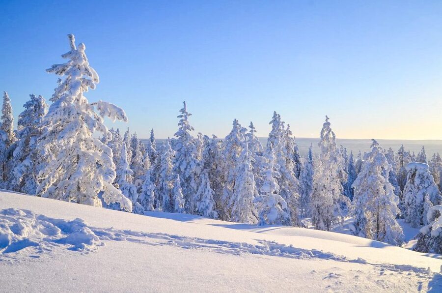 Rovaniemi: Guided Wilderness Snowmobile Ride - FAQ