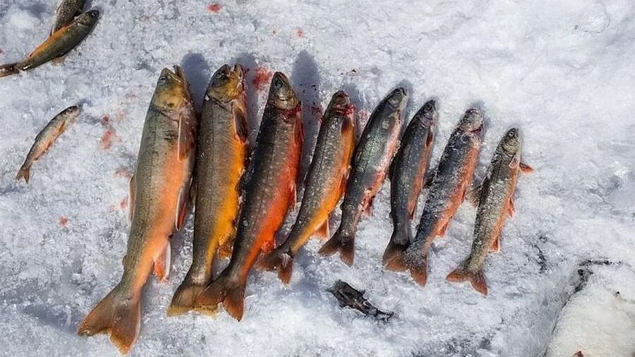 Rovaniemi: Half-Day Snowmobile & Ice Fishing Experience - Getting to the Arctic start point in Rovaniemi