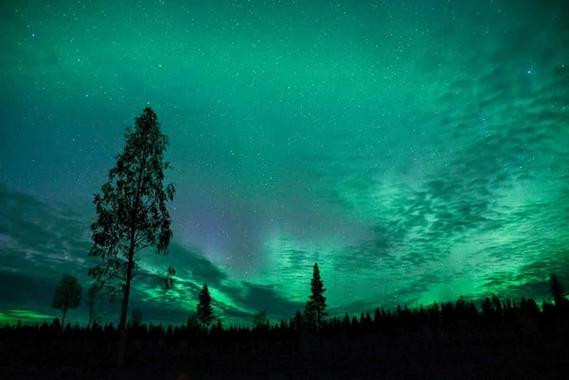 Rovaniemi: Horse Sleigh Ride under the Night Sky - Inside the ride: what 3 km on a Finnish horse sleigh feels like