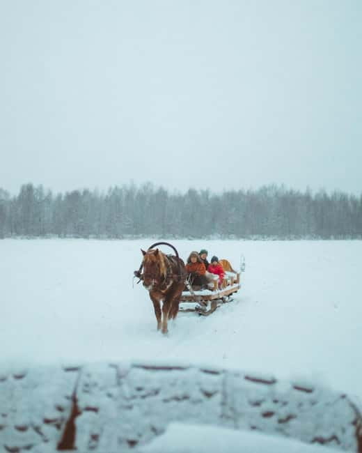Rovaniemi: Horse Sleigh Ride under the Night Sky - Price and value at about $192 per person