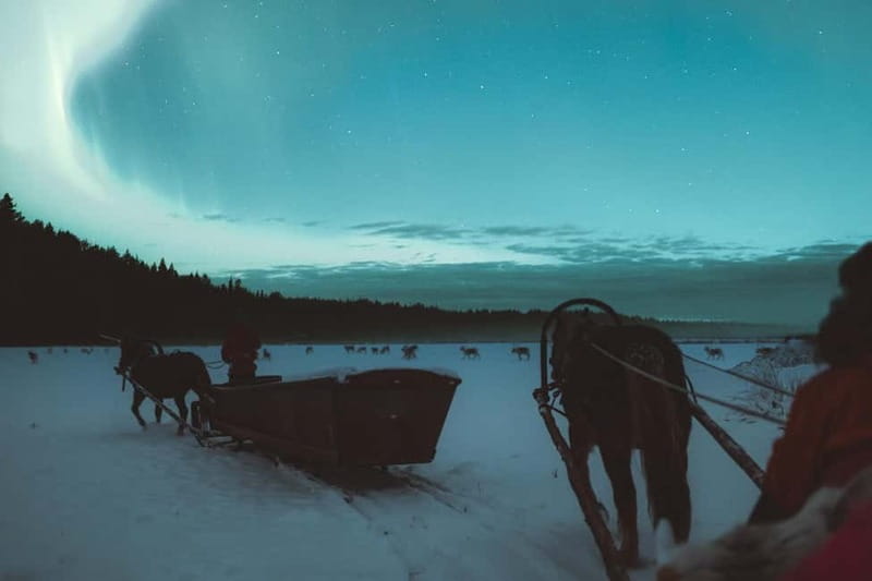 Rovaniemi: Horse Sleigh Ride under the Night Sky - Should you book a Rovaniemi horse sleigh aurora ride?