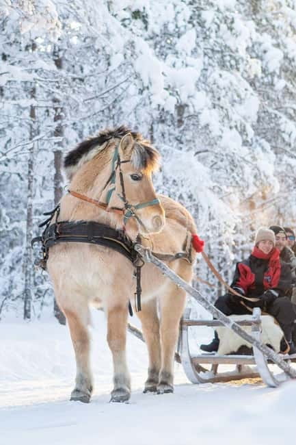 Rovaniemi: Horse Sleigh Ride under the Night Sky - Getting there from Rovaniemi: pickup choices that save stress