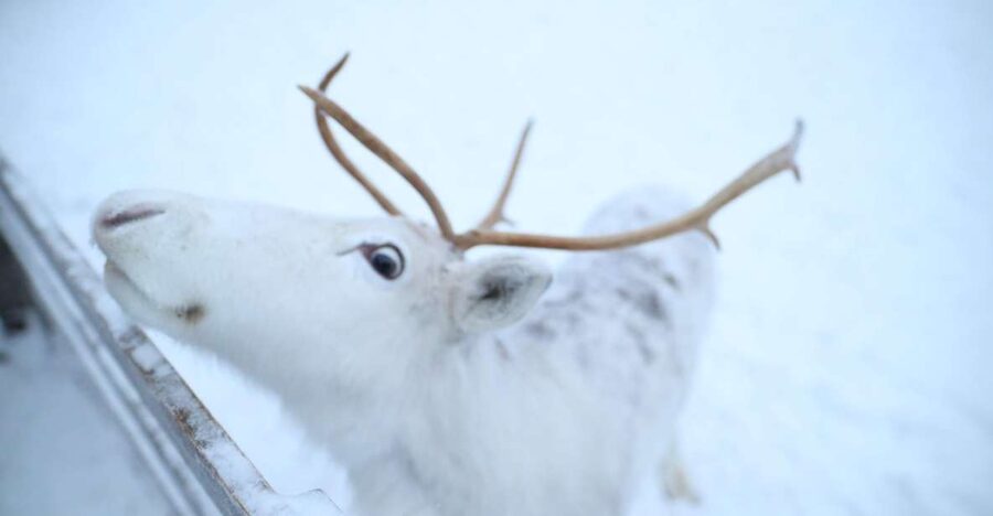 Rovaniemi: Husky and reindeer farm visit with sleigh rides - Key highlights that make this tour worth your time
