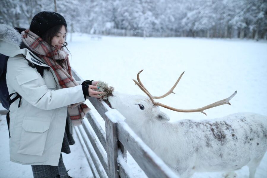 Rovaniemi: Husky and reindeer farm visit with sleigh rides - Why this husky and reindeer combo feels so Lapland