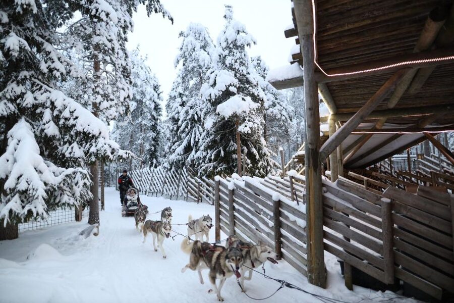 Rovaniemi: Husky and reindeer farm visit with sleigh rides - Husky park tour: learning how these dogs do their job