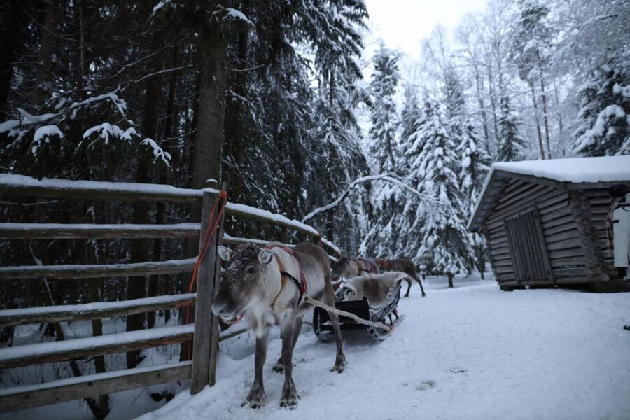 Rovaniemi: Husky and reindeer farm visit with sleigh rides - Price and value: what $212 gets you, and what you should budget extra