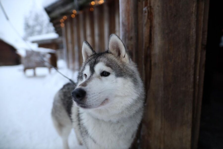 Rovaniemi: Husky and reindeer farm visit with sleigh rides - Included rides vs. real expectations: what makes the experience satisfying