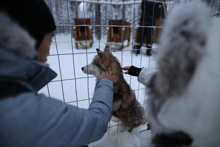 Rovaniemi: Husky and reindeer farm visit with sleigh rides - Group pace, comfort, and how to dress so you can actually enjoy it