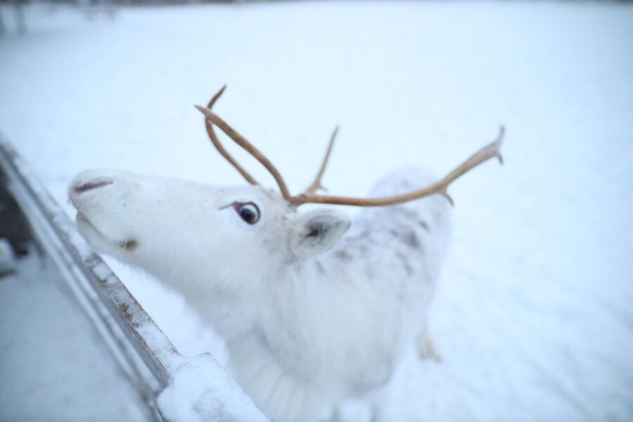 Rovaniemi: Husky and reindeer farm visit with sleigh rides - Entering the loop: pickup, timing, and what the 4 hours really means