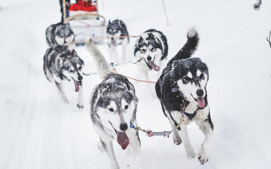 Rovaniemi: Husky and Reindeer farm with sleigh ride - Husky and reindeer in Rovaniemi: what you are really buying