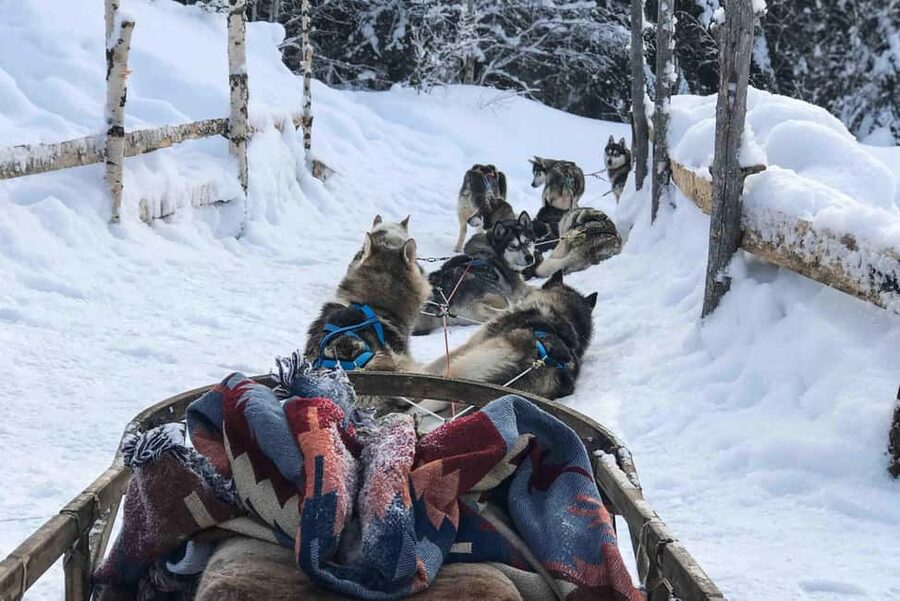 Rovaniemi: Husky Experience and Sled Ride with Pro Photos - Key Points Worth Noting Before You Go