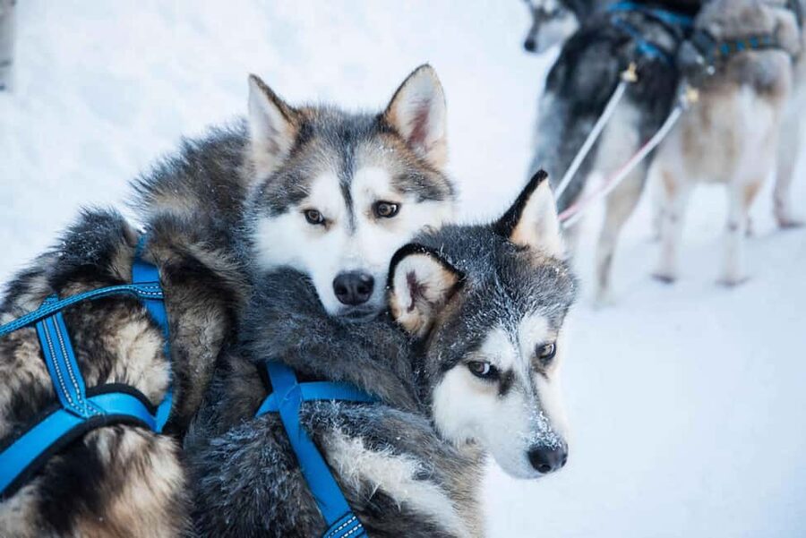 Rovaniemi: Husky Experience and Sled Ride with Pro Photos - How This Husky Experience Works in Real Life