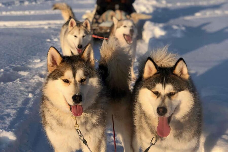 Rovaniemi: Husky Experience and Sled Ride with Pro Photos - The 3 km Passenger Sled Ride: What You’re Actually Signing Up For