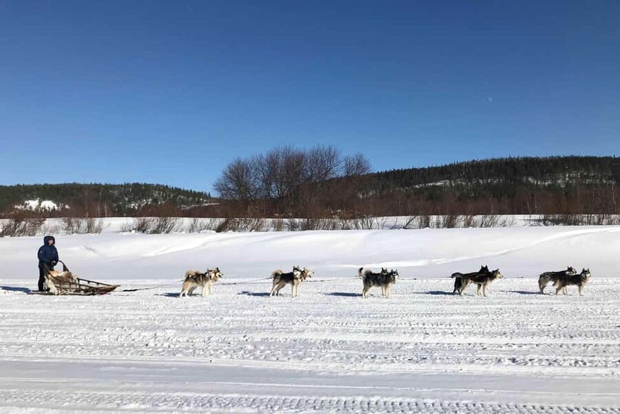 Rovaniemi: Husky Experience and Sled Ride with Pro Photos - Getting There and Staying Comfortable Without Overpacking
