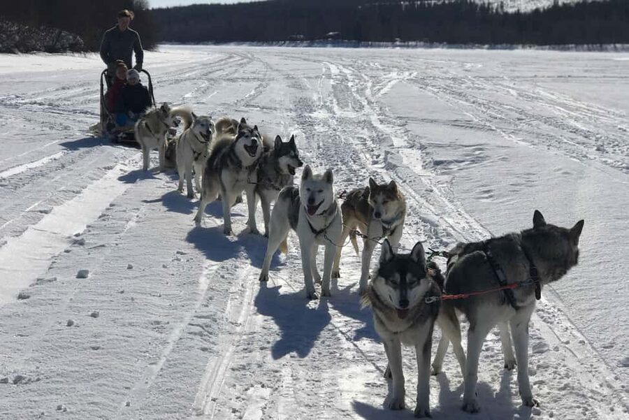 Rovaniemi: Husky Experience and Sled Ride with Pro Photos - Who This Is Best For (And Who Might Want a Different Plan)