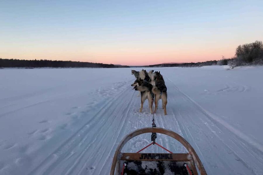 Rovaniemi: Husky Experience and Sled Ride with Pro Photos - Meeting the Dogs First, Then Understanding Their Work