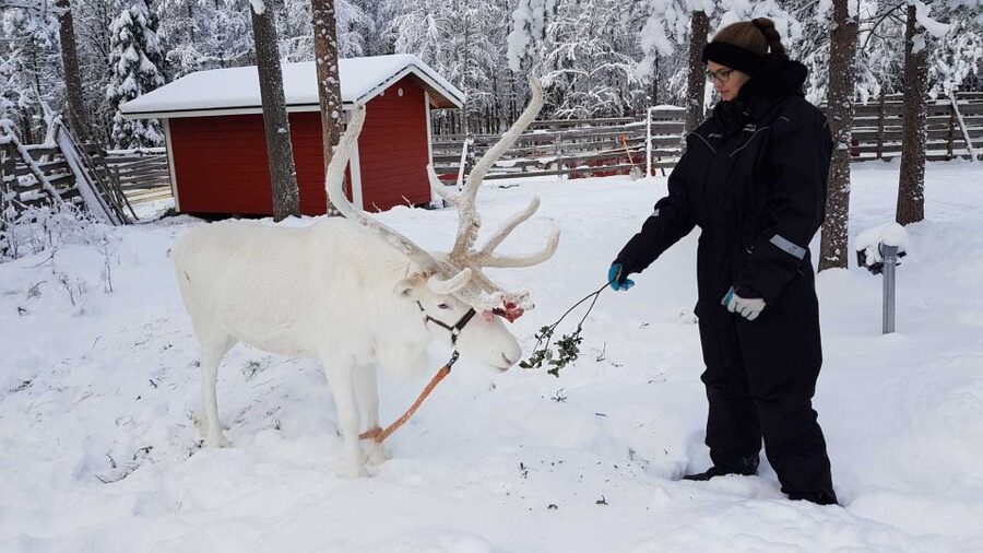 Rovaniemi: Husky Farm and Reindeer Experience - Quick Decision Checklist: Should You Book?