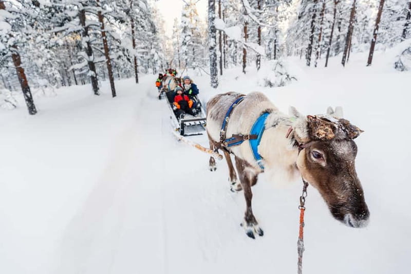 Rovaniemi: Husky Farm and Reindeer Experience - The 500-Meter Reindeer Sledge and the Driver’s License Moment