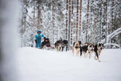 Husky Farm and Reindeer Experience