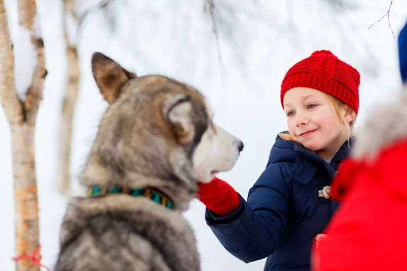 Rovaniemi: Husky Farm and Reindeer Experience - Meet the Alaskan Huskies, Then Jump Into a Shared 500-Meter Ride