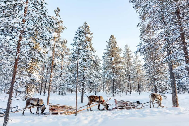 Rovaniemi: Husky Farm and Reindeer Experience - Price and Value: What $192 Buys You in Rovaniemi