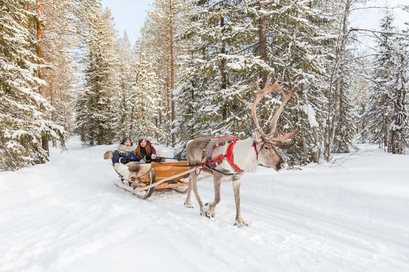 Rovaniemi: Husky Farm and Reindeer Experience - Who This Tour Suits Best (And Who Should Rethink It)