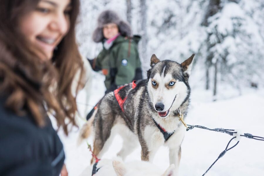 Rovaniemi: Husky Farm Visit with a Sledge Ride - Why This Husky Farm Stop Feels More Personal Than a Drive-By